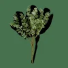 EUCALYPTUS Branche D'eucalyptus Vert