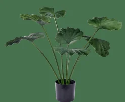 LOTUS Plante Vert