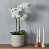 ORCHID Orchidée En Pot Blanc