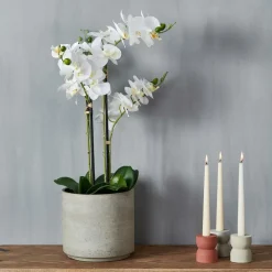 ORCHID Orchidée En Pot Blanc