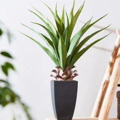 VERA Plante Grasse Sur Tige Vert